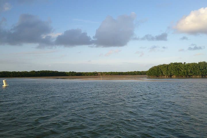 Explore Key Largo Mangroves: Private 90-Minute Eco-Tour Guide photo 6