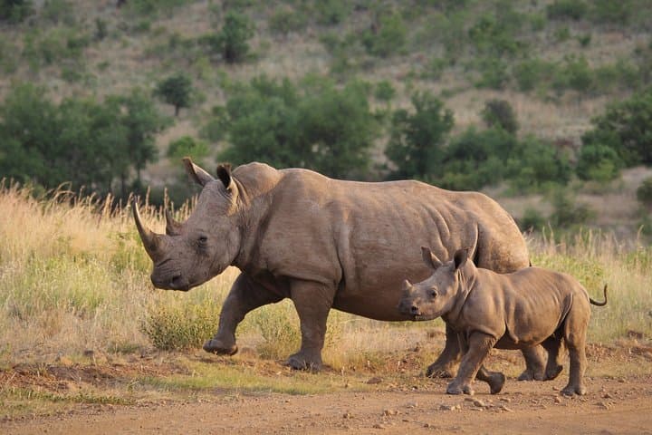 Ziwa Rhino Walking Safari: On Foot with Uganda’s White Rhinos photo 4