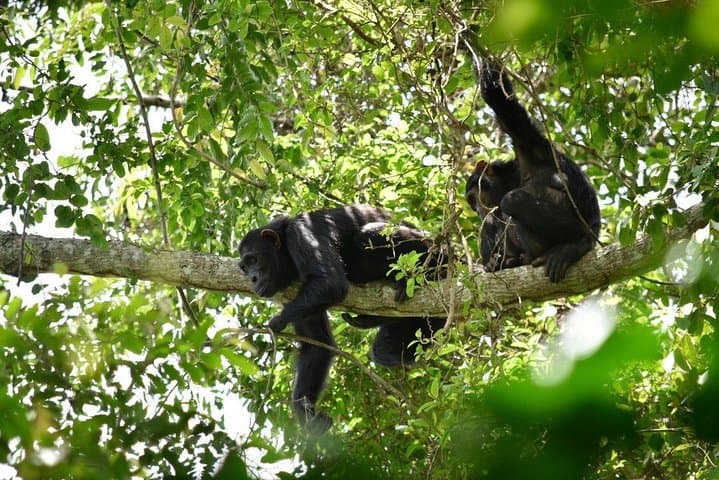 Chimpanzee Trekking in Budongo Forest: A Field Guide from Masindi photo 2