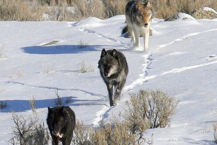 Private Yellowstone Full-Day Sightseeing Tour from Gardiner (With Lunch) photo 4