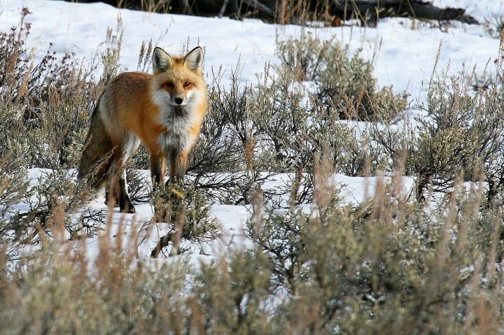 Private Yellowstone Full-Day Sightseeing Tour from Gardiner (With Lunch) photo 6