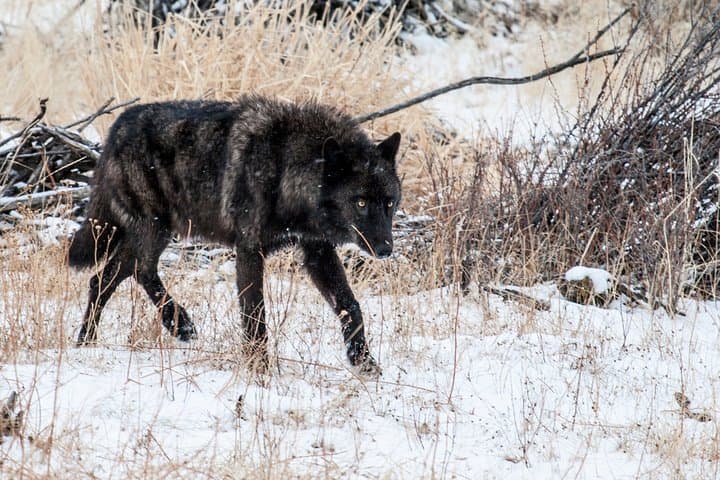 Private Yellowstone Full-Day Sightseeing Tour from Gardiner (With Lunch) photo 3