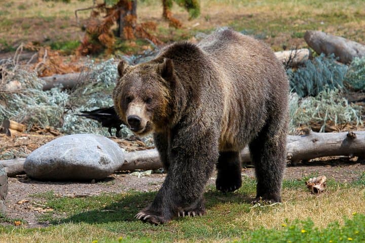 Private Yellowstone Full-Day Sightseeing Tour from Gardiner (With Lunch)