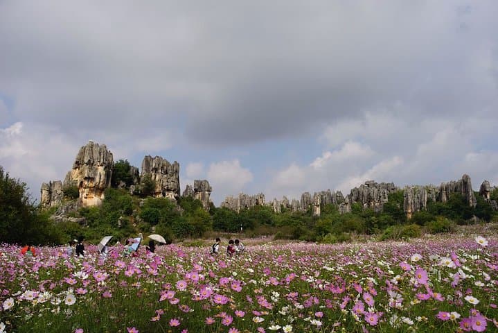 Explore Kunming's Stone Forest & Naigu: A Private Guided Day Tour photo 5