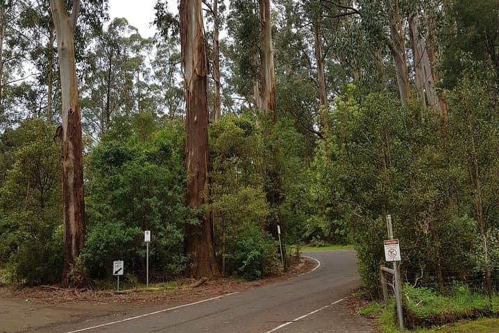 Full-Day Dandenong Ranges Tour from Melbourne — Forest Walks, Lookouts & Local Culture