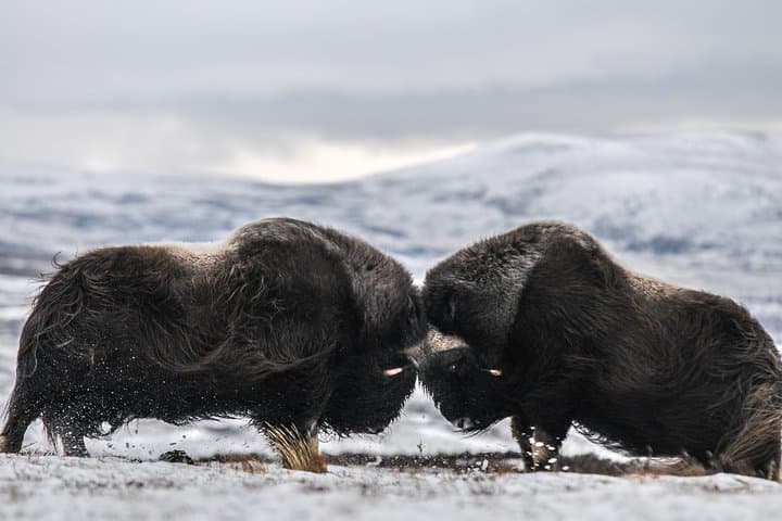 Musk Ox Safari in Dovrefjell: Guided Wildlife Hike from Oppdal photo 2