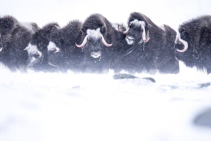 Musk Ox Safari in Dovrefjell: Guided Wildlife Hike from Oppdal photo 3