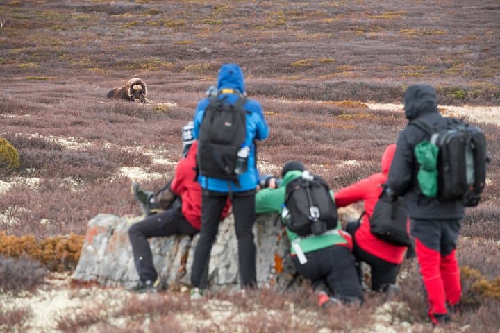 Musk Ox Safari in Dovrefjell: Guided Wildlife Hike from Oppdal photo 4