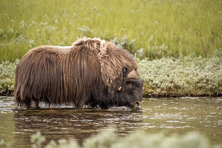 Musk Ox Safari in Dovrefjell: Guided Wildlife Hike from Oppdal photo 5