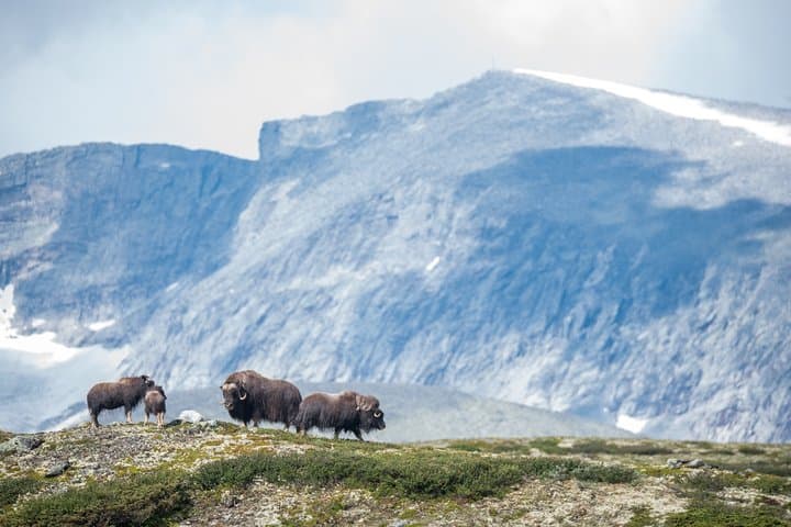 Musk Ox Safari in Dovrefjell: Guided Wildlife Hike from Oppdal photo 6