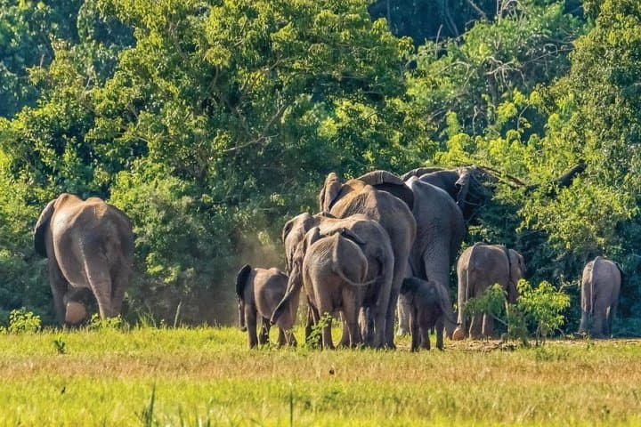 Murchison Falls Day Safari: Game Drive and Falls Experience from Masindi photo 3