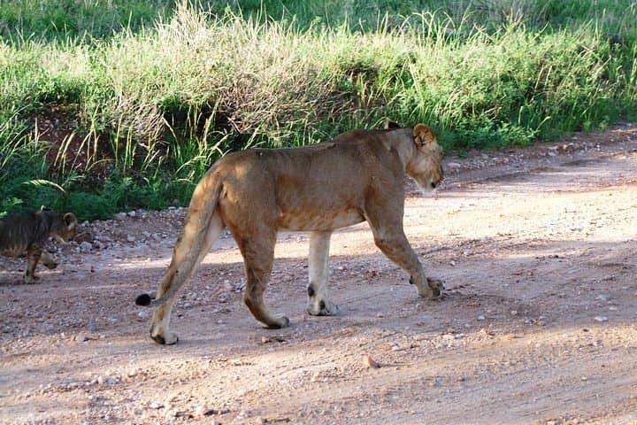 7-Day Kenya Safari: Tsavo, Amboseli, Naivasha & Maasai Mara Wildlife Circuit photo 5