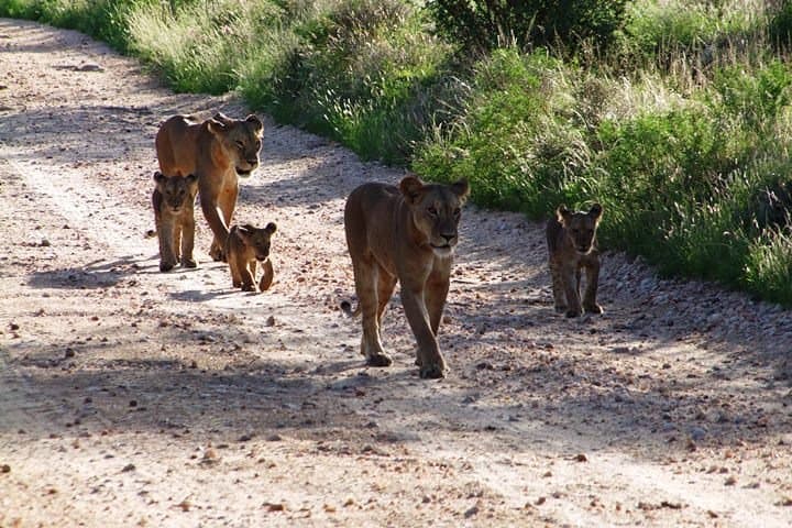 7-Day Kenya Safari: Tsavo, Amboseli, Naivasha & Maasai Mara Wildlife Circuit photo 6