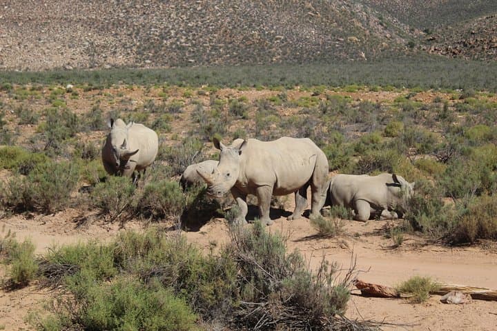 Private Aquila Big 5 Safari from Cape Town — Full-Day Return Transfer