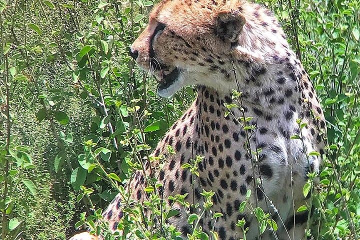 9-Day Taste of Kenya: Big Five Luxury Safari through Tsavo, Amboseli & Maasai Mara photo 4