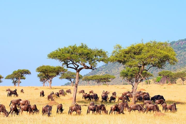 9-Day Taste of Kenya: Big Five Luxury Safari through Tsavo, Amboseli & Maasai Mara photo 3