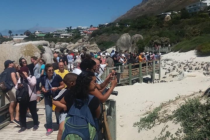 Full-Day Cape Point & Boulders Beach Tour — Chapman's Peak, Penguins & Hout Bay photo 3