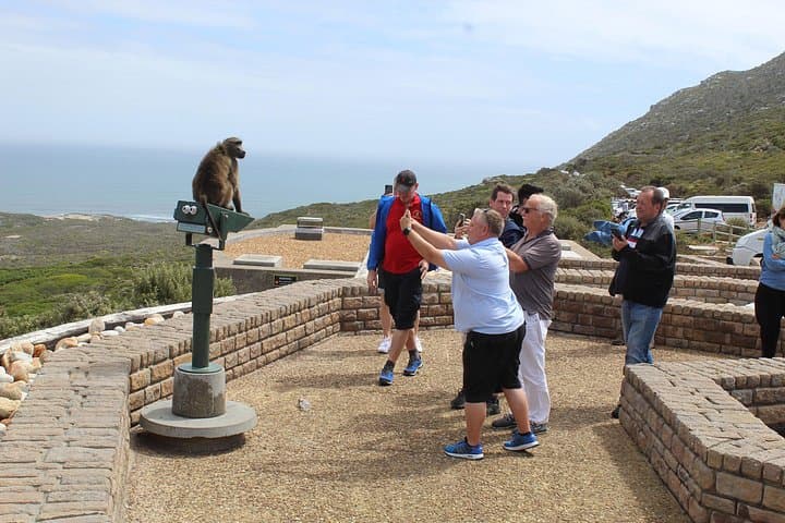 Full-Day Cape Point & Boulders Beach Tour — Chapman's Peak, Penguins & Hout Bay photo 4