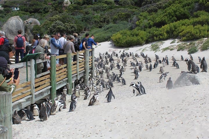 Cape Town to Hermanus Whale Watching Day Trip with Benguela Cove Winery photo 2