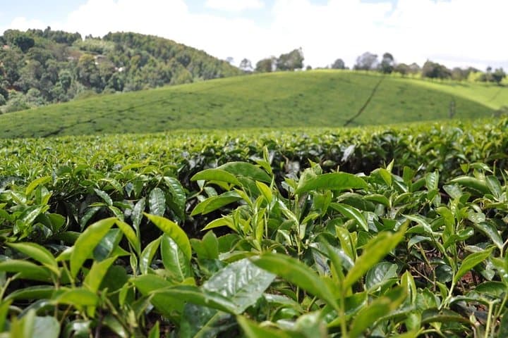 Kiambethu Tea Farm Full-Day Tour: Tea Fields, Forest Walks & Lunch from Nairobi photo 2