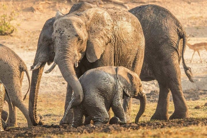 4-Day Chobe Camping Safari from Victoria Falls — Boat Safaris, Game Drives & Wild Camping