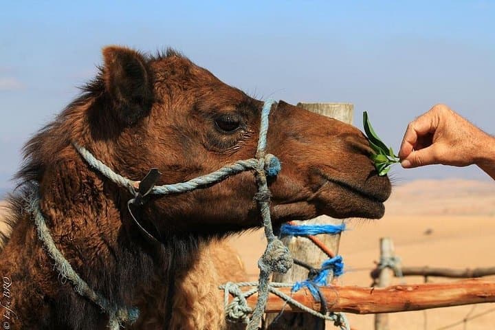 15-Day Private Morocco Tour from Tangier: Imperial Cities, Atlas Passes & Sahara Camps photo 1