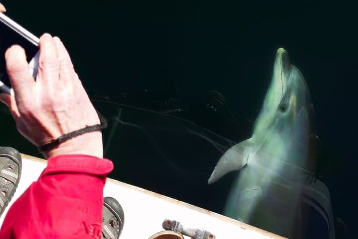 Exploring Marlborough Sounds: Motuara Wildlife Sanctuary and Dolphin Cruise Experience photo 5
