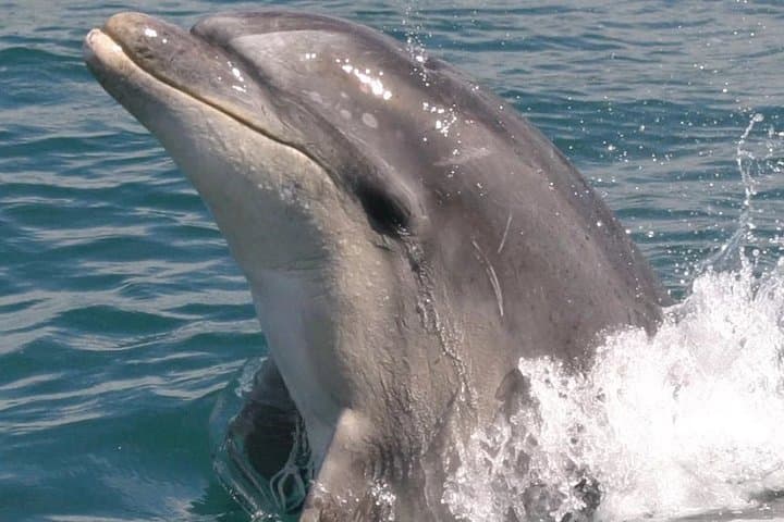 Exploring Marlborough Sounds: Motuara Wildlife Sanctuary and Dolphin Cruise Experience photo 6