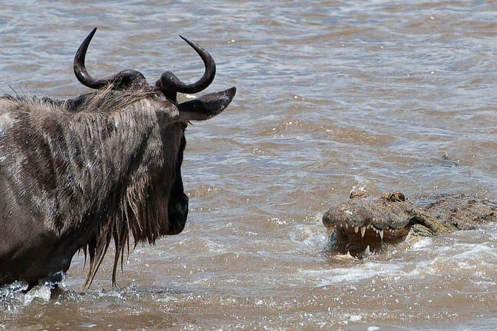 3-Day Masai Mara Wildebeest Migration Safari from Nairobi