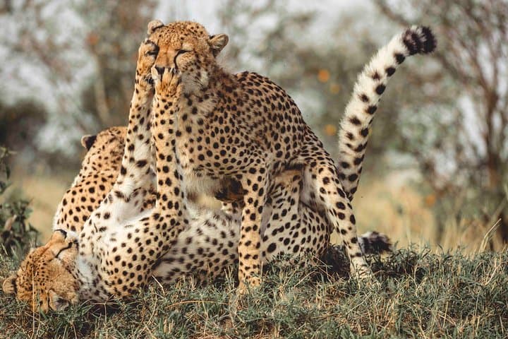 3-Day Masai Mara Wildebeest Migration Safari from Nairobi photo 2