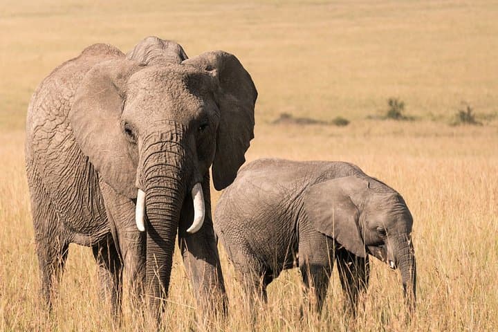 3-Day Masai Mara Wildebeest Migration Safari from Nairobi photo 3