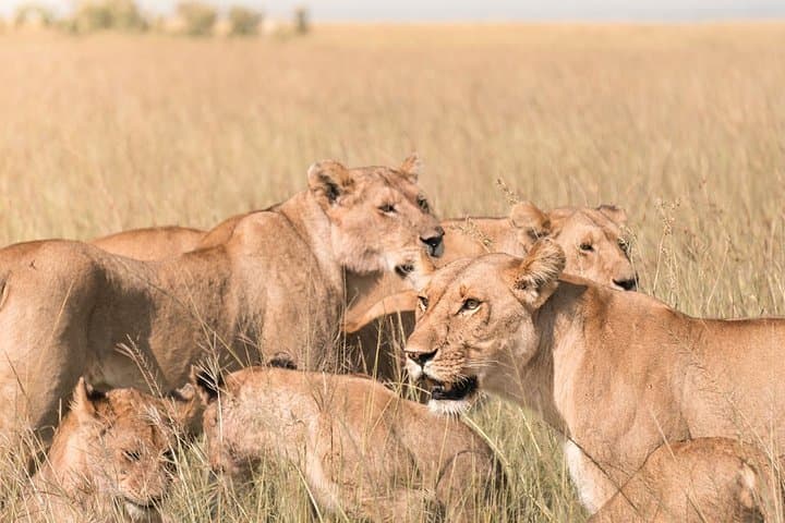 3-Day Masai Mara Wildebeest Migration Safari from Nairobi photo 4