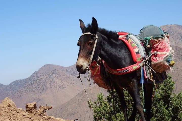 Atlas Mountains Day Hike to Talamrout Summit from Marrakech photo 5