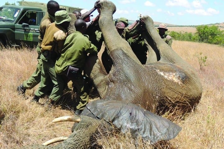 Exploring Kenya’s Wildlife Heartbeat: 7-Day Masai Mara Budget Safari photo 2