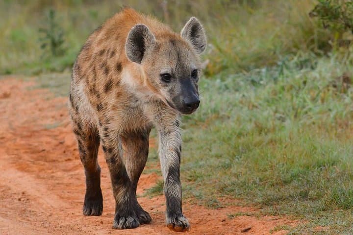 Exploring Kenya’s Wildlife Heartbeat: 7-Day Masai Mara Budget Safari photo 3