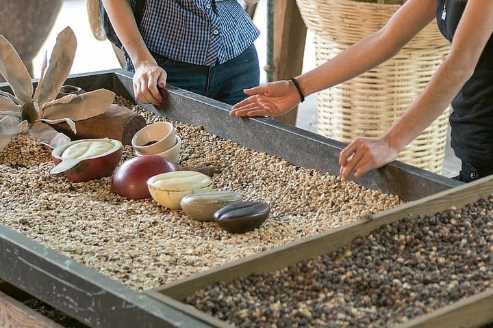 Veracruz Coffee Route: Coatepec Farm Tour & Tasting