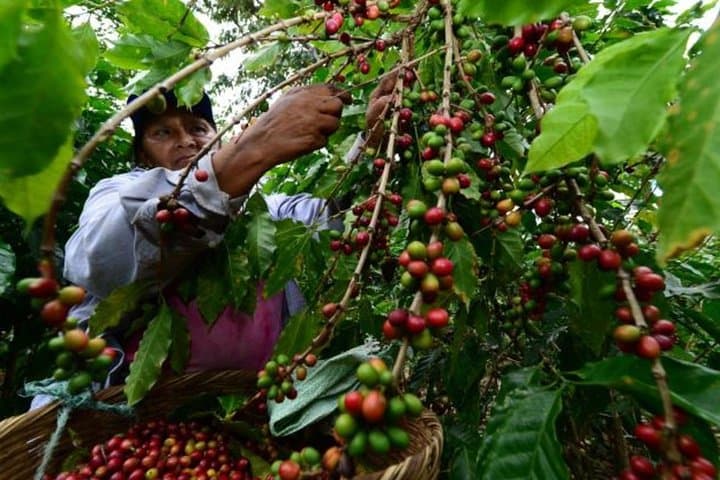 Veracruz Coffee Route: Coatepec Farm Tour & Tasting photo 2