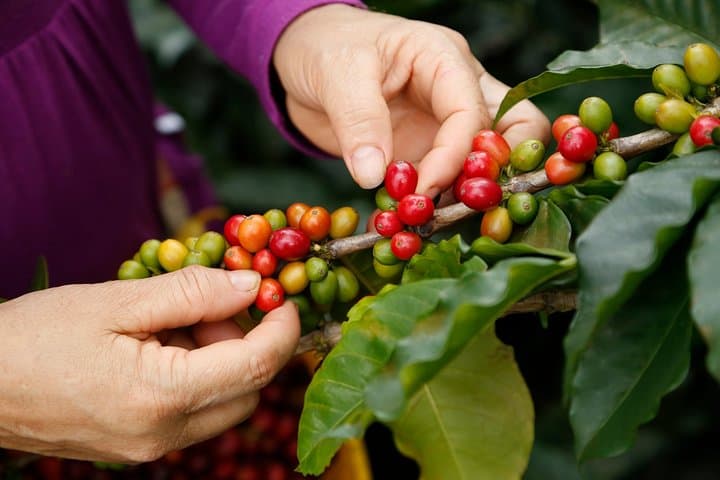 Veracruz Coffee Route: Coatepec Farm Tour & Tasting photo 4