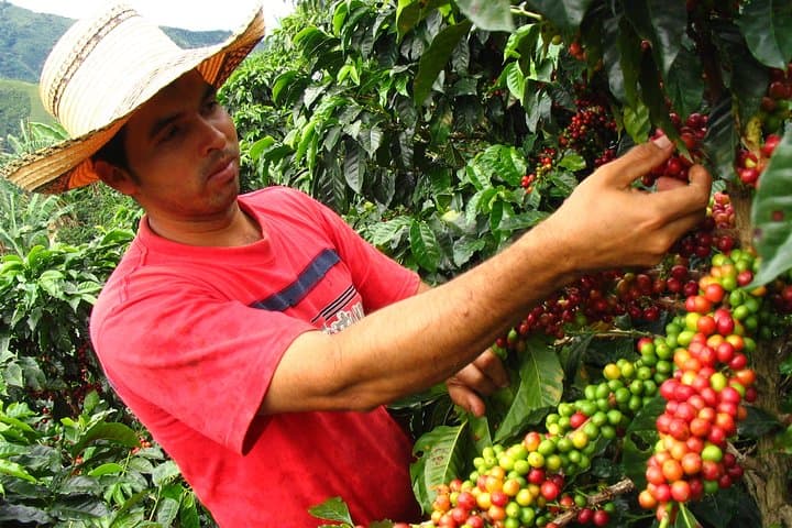 Veracruz Coffee Route: Coatepec Farm Tour & Tasting photo 3