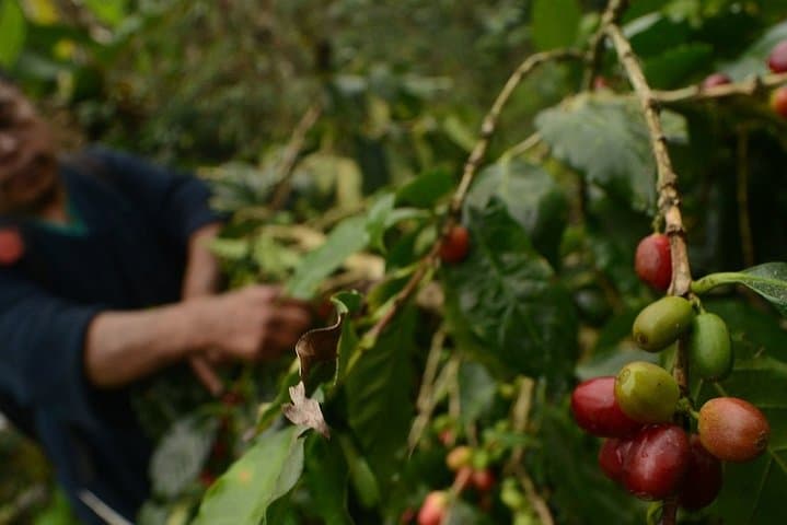 Veracruz Coffee Route: Coatepec Farm Tour & Tasting photo 5