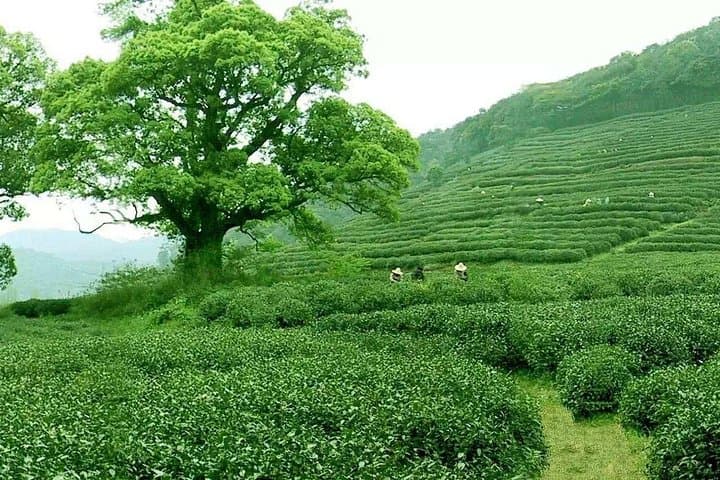 Full-Day Hangzhou Private Tour: West Lake, Lingyin Temple & Longjing Tea Experience photo 3
