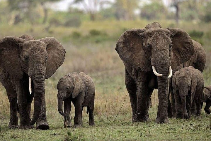 Mikumi National Park Day Safari from Morogoro — Lions, Elephants & Game Drive photo 2