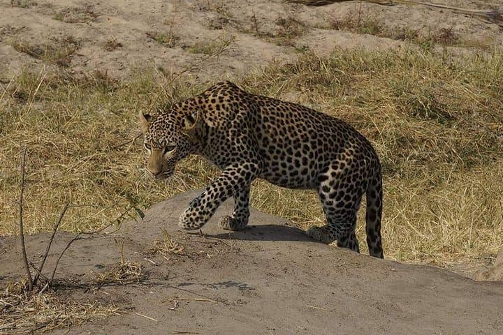 Mikumi National Park Day Safari from Morogoro — Lions, Elephants & Game Drive photo 3