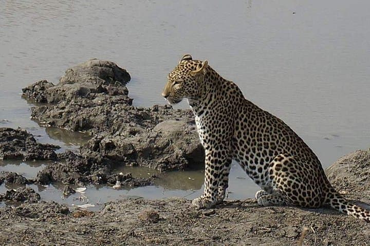 Mikumi National Park Day Safari from Morogoro — Lions, Elephants & Game Drive photo 4