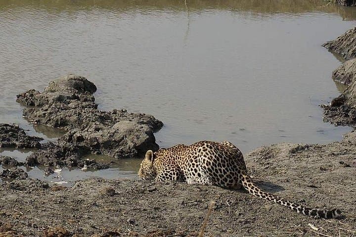 Mikumi National Park Day Safari from Morogoro — Lions, Elephants & Game Drive photo 1