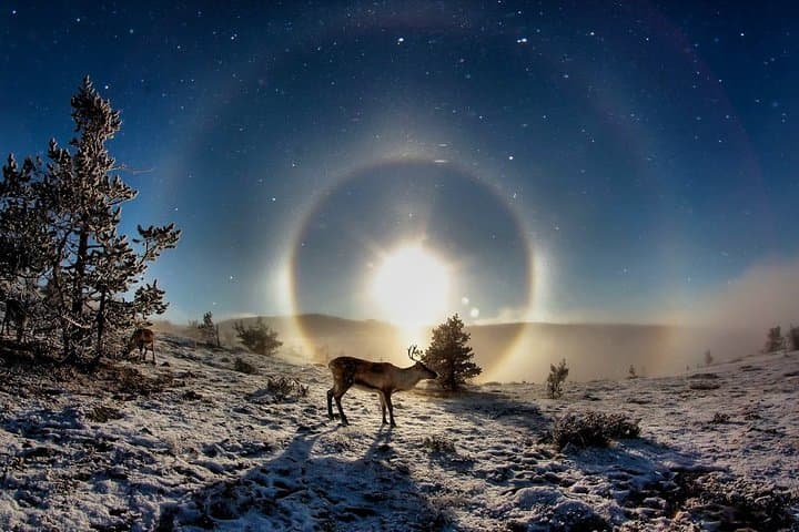 All-Day Snowmobile Safari in Lapland: Rovaniemi Wilderness Adventure photo 3