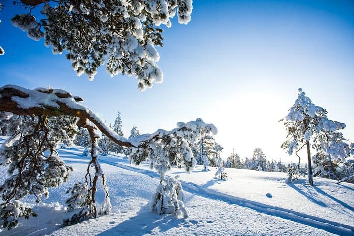All-Day Snowmobile Safari in Lapland: Rovaniemi Wilderness Adventure photo 4