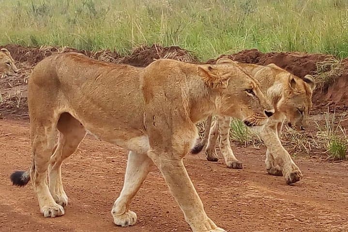 2-Day Maasai Mara Safari from Nairobi — Quick Wildlife Getaway