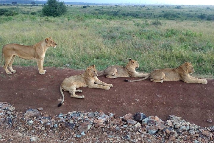 2-Day Maasai Mara Safari from Nairobi — Quick Wildlife Getaway photo 2
