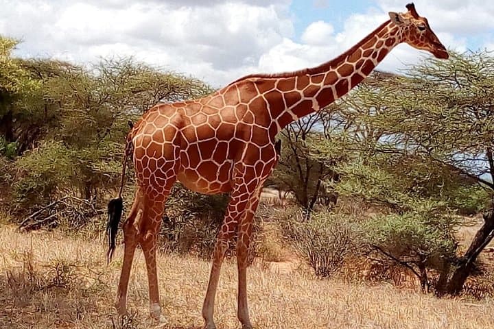 2-Day Maasai Mara Safari from Nairobi — Quick Wildlife Getaway photo 4